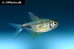 hemigrammus pulcher hemigrammus pulcher
