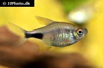 hemigrammus pulcher hemigrammus pulcher