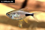 hemigrammus pulcher hemigrammus pulcher