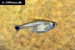 hemigrammus rodwayi hemigrammus rodwayi