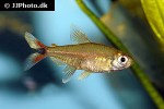 hemigrammus rodwayi hemigrammus rodwayi