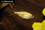 hemigrammus rodwayi hemigrammus rodwayi