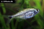 hemigrammus rodwayi hemigrammus rodwayi