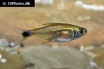 hemigrammus rodwayi hemigrammus rodwayi