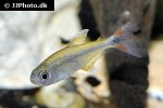 hemigrammus rodwayi hemigrammus rodwayi