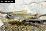 hemigrammus rodwayi hemigrammus rodwayi