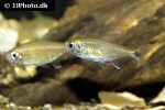 hemigrammus rodwayi hemigrammus rodwayi
