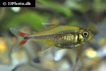hemigrammus rodwayi hemigrammus rodwayi