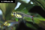hemigrammus rodwayi hemigrammus rodwayi