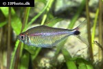 hemigrammus rubrostriatus hemigrammus rubrostriatus