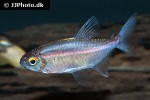 hemigrammus rubrostriatus hemigrammus rubrostriatus