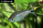hemigrammus rubrostriatus hemigrammus rubrostriatus