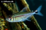 hemigrammus rubrostriatus hemigrammus rubrostriatus