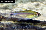hemigrammus rubrostriatus hemigrammus rubrostriatus