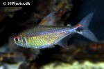 hemigrammus rubrostriatus hemigrammus rubrostriatus