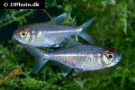 hemigrammus rubrostriatus hemigrammus rubrostriatus