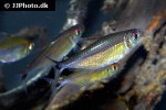 hemigrammus rubrostriatus hemigrammus rubrostriatus