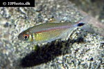 hemigrammus rubrostriatus hemigrammus rubrostriatus