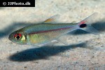 hemigrammus rubrostriatus hemigrammus rubrostriatus