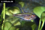hemigrammus species picaflor hemigrammus species picaflor