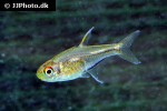 hemigrammus species picaflor hemigrammus species picaflor