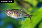 hemigrammus species picaflor hemigrammus species picaflor