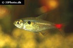 hemigrammus stictus hemigrammus stictus