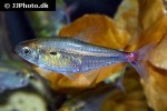 hemigrammus stictus hemigrammus stictus