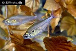 hemigrammus stictus hemigrammus stictus
