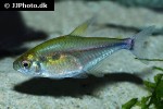 hemigrammus stictus hemigrammus stictus