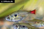 hemigrammus stictus hemigrammus stictus