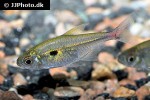 hemigrammus stictus hemigrammus stictus