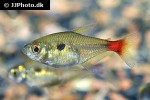 hemigrammus stictus hemigrammus stictus