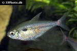 hemigrammus stictus hemigrammus stictus