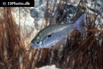 hemigrammus stictus hemigrammus stictus