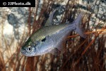 hemigrammus stictus hemigrammus stictus