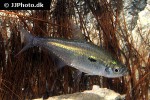 hemigrammus stictus hemigrammus stictus