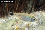 hemigrammus tridens hemigrammus tridens