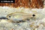 hemigrammus tridens hemigrammus tridens