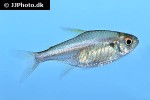 hemigrammus ulreyi hemigrammus ulreyi