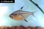 hemigrammus unilineatus hemigrammus unilineatus