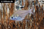 hemigrammus unilineatus hemigrammus unilineatus