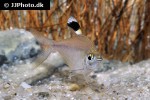 hemigrammus unilineatus hemigrammus unilineatus