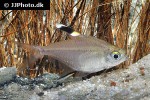 hemigrammus unilineatus hemigrammus unilineatus