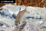 hemigrammus unilineatus hemigrammus unilineatus