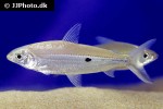 hemiodus argenteus hemiodus argenteus