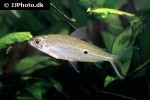 hemiodus argenteus hemiodus argenteus