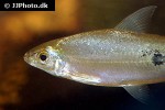 hemiodus argenteus hemiodus argenteus