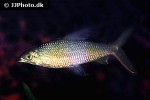 hemiodus atranalis hemiodus atranalis