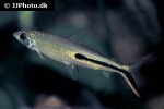 hemiodus gracilis hemiodus gracilis